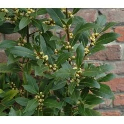Alloro "Laurus Nobilis" Pianta Aromatica Da Siepe In Vaso 24 Cm H. 80/100 Cm -Negozio al dettaglio Evergreen 19186020 3
