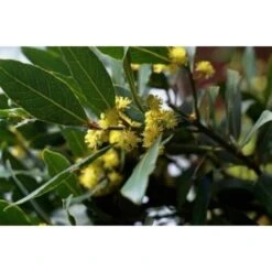 Alloro "Laurus Nobilis" Pianta Aromatica Da Siepe In Vaso 24 Cm H. 80/100 Cm -Negozio al dettaglio Evergreen 19186020 4