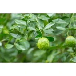 Pianta Di Bergamotto Di 2 Anni In Fitocella Agrumi Di Sicilia -Negozio al dettaglio Evergreen 19186026 3