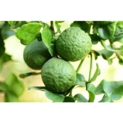 Pianta Di Bergamotto Di 2 Anni In Fitocella Agrumi Di Sicilia -Negozio al dettaglio Evergreen 19186026 4