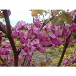 Cercis Siliquastrum "Albero Di Giuda" Pianta In Vaso 9 Cm