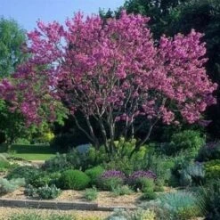 Cercis Siliquastrum "Albero Di Giuda" Pianta In Vaso 9 Cm -Negozio al dettaglio Evergreen 19186029 3