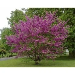 Cercis Siliquastrum "Albero Di Giuda" Pianta In Vaso 9 Cm -Negozio al dettaglio Evergreen 19186029 4