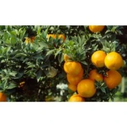 Chinotto "Citrus X Myrtifolia" Pianta Di Agrumi Di Sicilia In Vaso 20 Cm FOTO REALI -Negozio al dettaglio Evergreen 19186030 3