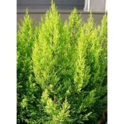 Cipresso "Cupressus Macrocarpa Goldcrest" Pianta In Vaso Biodegr. H. 40/60 Cm -Negozio al dettaglio Evergreen 19186031 4