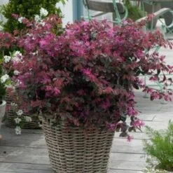 Loropetalo "Loropetalum Chinense" Pianta A Cespuglio In Vaso 18 Cm -Negozio al dettaglio Evergreen 19186037 4