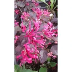 Loropetalo "Loropetalum Chinense" Pianta A Cespuglio In Vaso 18 Cm -Negozio al dettaglio Evergreen 19186037 5