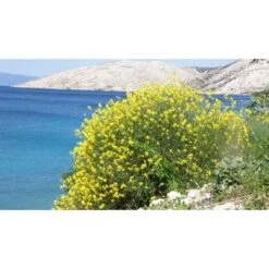 Ginestra Odorosa "Spartium Junceum" Ginestra Di Spagna Pianta In Vaso 9 Cm -Negozio al dettaglio Evergreen 19186039 3