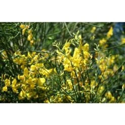 Ginestra Odorosa "Spartium Junceum" Ginestra Di Spagna Pianta In Vaso 9 Cm -Negozio al dettaglio Evergreen 19186039 4