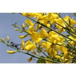 Ginestra Odorosa "Spartium Junceum" Ginestra Di Spagna Pianta In Vaso 9 Cm -Negozio al dettaglio Evergreen 19186039 5