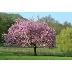 Magnolia Giapponese "Magnolia Soulangeana" Pianta In Vaso 24 Cm