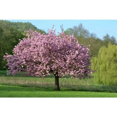 Magnolia Giapponese "Magnolia Soulangeana" Pianta In Vaso 24 Cm 1 Magnolia Giapponese "Magnolia Soulangeana" Pianta In Vaso 24 Cm