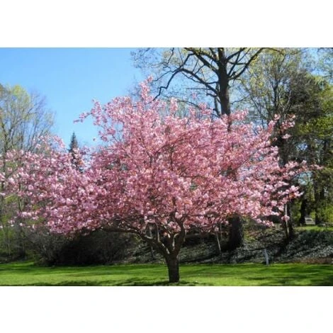 Magnolia Giapponese "Magnolia Soulangeana" Pianta In Vaso 24 Cm 3 Magnolia Giapponese "Magnolia Soulangeana" Pianta In Vaso 24 Cm - immagine 3