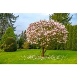 Magnolia Giapponese "Magnolia Soulangeana" Pianta In Vaso 24 Cm 9 Magnolia Giapponese "Magnolia Soulangeana" Pianta In Vaso 24 Cm -Negozio al dettaglio Evergreen 19186040 5