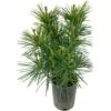 Pino A Ombrello Giapponese "Sciadopitys Verticillata" Pianta In Vaso 24 Cm H. 40/60 Cm