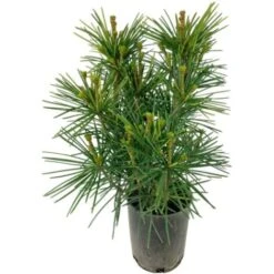 Pino A Ombrello Giapponese "Sciadopitys Verticillata" Pianta In Vaso 24 Cm H. 40/60 Cm