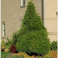 Pino A Ombrello Giapponese "Sciadopitys Verticillata" Pianta In Vaso 24 Cm H. 40/60 Cm -Negozio al dettaglio Evergreen 19186046 4