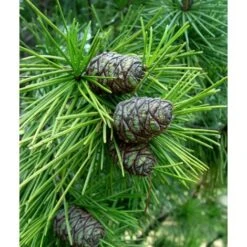 Pino A Ombrello Giapponese "Sciadopitys Verticillata" Pianta In Vaso 24 Cm H. 40/60 Cm -Negozio al dettaglio Evergreen 19186046 5