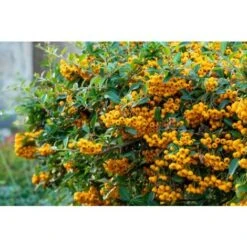 Piracanta Gialla "Pyracantha Coccinea Soleil D'Or" Agazzino Pianta In Vaso 11 Cm -Negozio al dettaglio Evergreen 19186047 3