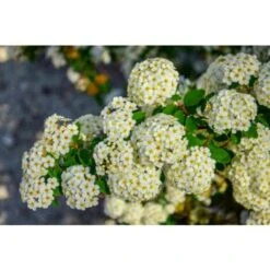 Piracanta Gialla "Pyracantha Coccinea Soleil D'Or" Agazzino Pianta In Vaso 11 Cm -Negozio al dettaglio Evergreen 19186047 4