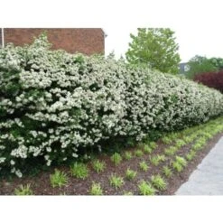 Piracanta Gialla "Pyracantha Coccinea Soleil D'Or" Agazzino Pianta In Vaso 11 Cm -Negozio al dettaglio Evergreen 19186047 5