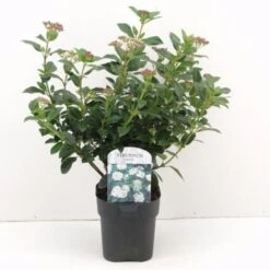 Viburno Tino "Viburnum Tinus" Pianta Da Siepe In Vaso 11 Cm