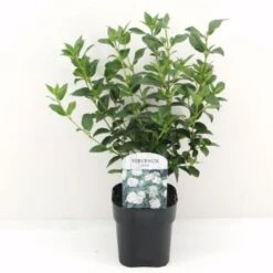 Viburno Tino "Viburnum Tinus" Pianta Da Siepe In Vaso 11 Cm -Negozio al dettaglio Evergreen 19186049 5