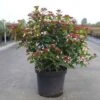 Viburno Tino "Viburnum Tinus" Pianta Da Siepe In Vaso 19 Cm