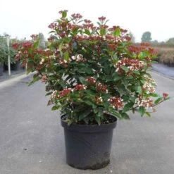 Viburno Tino "Viburnum Tinus" Pianta Da Siepe In Vaso 19 Cm