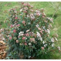 Viburno Tino "Viburnum Tinus" Pianta Da Siepe In Vaso 19 Cm -Negozio al dettaglio Evergreen 19186051 4