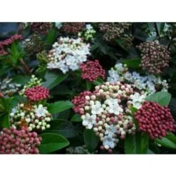 Viburno Tino "Viburnum Tinus" Pianta Da Siepe In Vaso 19 Cm -Negozio al dettaglio Evergreen 19186051 5