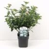 Viburno Tino "Viburnum Tinus" Pianta Da Siepe In Vaso Biodegradabile H. 30/40 Cm