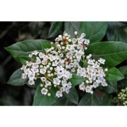 Viburno Tino "Viburnum Tinus" Pianta Da Siepe In Vaso Biodegradabile H. 30/40 Cm -Negozio al dettaglio Evergreen 19186052 3