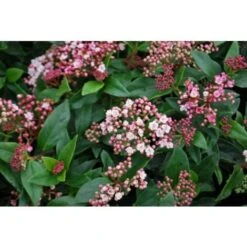 Viburno Tino "Viburnum Tinus" Pianta Da Siepe In Vaso Biodegradabile H. 30/40 Cm -Negozio al dettaglio Evergreen 19186052 4