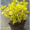Evonimo "Euonymus Fortunei Emerald Gold" Pianta In Vaso Biodegradabile
