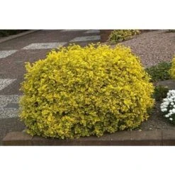 Evonimo "Euonymus Fortunei Emerald Gold" Pianta In Vaso Biodegradabile -Negozio al dettaglio Evergreen 19186054 3