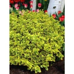 Evonimo "Euonymus Fortunei Emerald Gold" Pianta In Vaso Biodegradabile -Negozio al dettaglio Evergreen 19186054 4