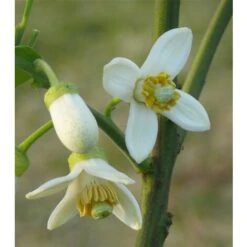 Pomelo Pummelo "Citrus Maxima" Pianta Adulta In Fitocella Agrumi Di Sicilia -Negozio al dettaglio Evergreen 19186070 5