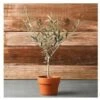 Ulivo Olivo "Olea Europea" Pianta In Vaso 9 Cm Mensa Olio