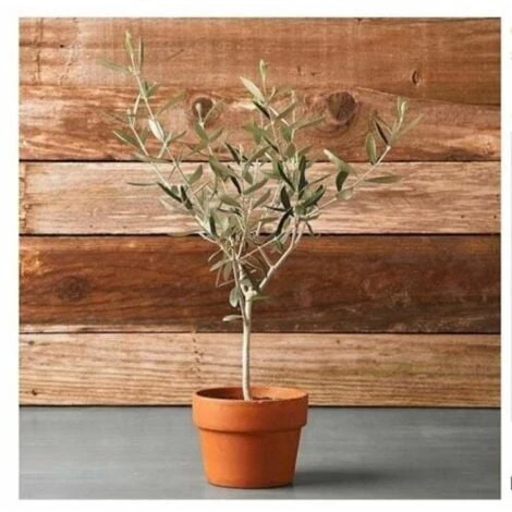 Ulivo Olivo "Olea Europea" Pianta In Vaso 9 Cm Mensa Olio 1 Ulivo Olivo "Olea Europea" Pianta In Vaso 9 Cm Mensa Olio