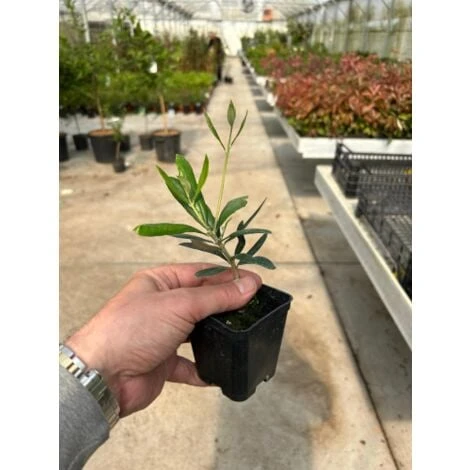 Ulivo Olivo "Olea Europea" Pianta In Vaso 9 Cm Mensa Olio 2 Ulivo Olivo "Olea Europea" Pianta In Vaso 9 Cm Mensa Olio - immagine 2