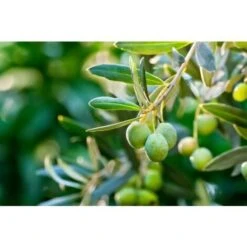 Ulivo Olivo "Olea Europea" Pianta In Vaso 9 Cm Mensa Olio 8 Ulivo Olivo "Olea Europea" Pianta In Vaso 9 Cm Mensa Olio -Negozio al dettaglio Evergreen 19186077 4