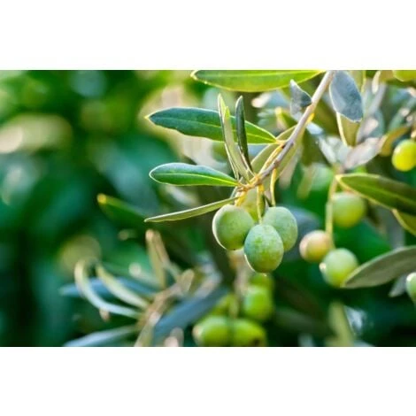 Ulivo Olivo "Olea Europea" Pianta In Vaso 9 Cm Mensa Olio 4 Ulivo Olivo "Olea Europea" Pianta In Vaso 9 Cm Mensa Olio - immagine 4
