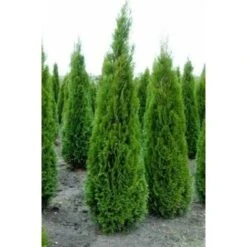 Tuia Smeraldo "Thuja Occidentalis Smaragd" Pianta In Vaso 10 Cm -Negozio al dettaglio Evergreen 19186110 3