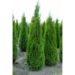 Tuia Smeraldo "Thuja Occidentalis Smaragd" Pianta In Vaso 14 Cm H. 50/60 Cm -Negozio al dettaglio Evergreen 19186113 3