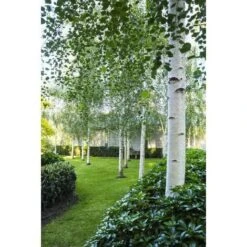 Betula Pendula Betulla Bianca Pianta H.75/100 Cm Betula Alba 75/100 Cm Non Specificato