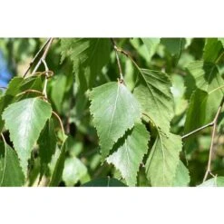 Betula Pendula Betulla Bianca Pianta H.75/100 Cm Betula Alba 75/100 Cm Non Specificato -Negozio al dettaglio Evergreen 19286438 4