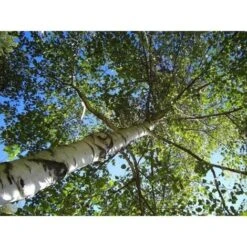 Betula Pendula Betulla Bianca Pianta H.75/100 Cm Betula Alba 75/100 Cm Non Specificato -Negozio al dettaglio Evergreen 19286438 5