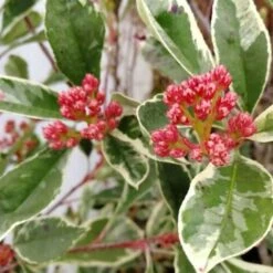 Photinia X Fraseri 'Pink Marble' Fotinia Variegata Pianta Da Siepe H.20/40 Cm 20/40 Cm -Negozio al dettaglio Evergreen 19286446 3