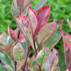Photinia X Fraseri 'Pink Marble' Fotinia Variegata Pianta Da Siepe H.20/40 Cm 20/40 Cm -Negozio al dettaglio Evergreen 19286446 4